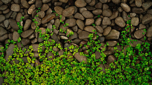 Full frame shot of plants