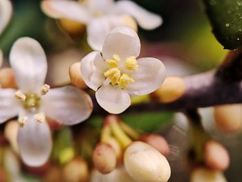 Close-up of wet white flowering plant