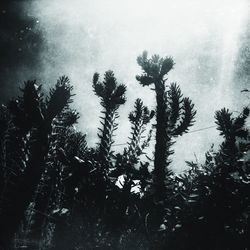 Low angle view of trees against sky