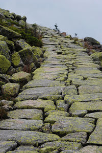 Moss growing on rock against sky