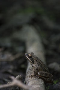 Frog of the specie rana dalmatina on a tree trunk