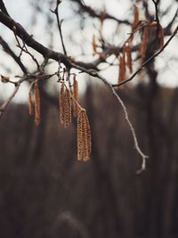 Close-up of snow on plant