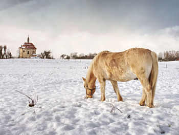 Beautiful light horse on mountain pasture in winter. well fed horse breed isabella.