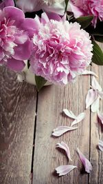 Close-up of pink flowers