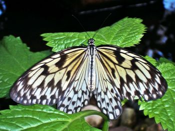 Butterfly on leaf