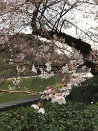 Apple blossoms in spring