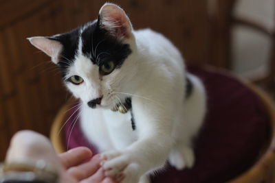 Close-up of cat relaxing at home