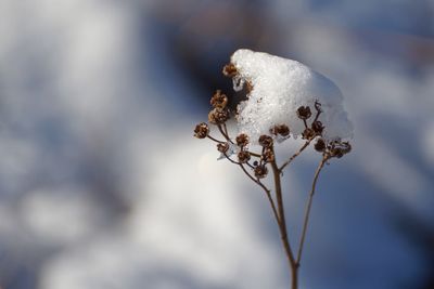 Close-up of plant against blurred background