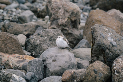 View of bird perching on rock