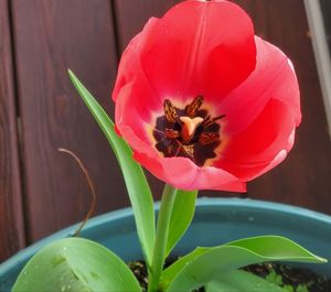 Close-up of pink flower