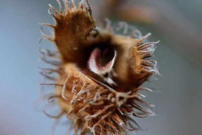 Close-up of honey bee