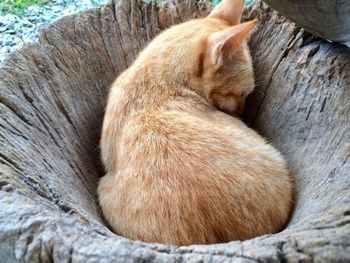 Close-up of cat sleeping