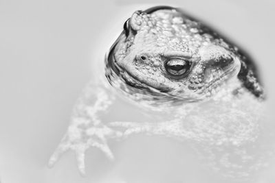 Close-up of a lizard