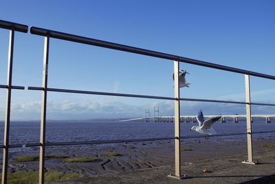 Seagull on railing by sea against clear blue sky