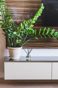 Potted plant on table against wall