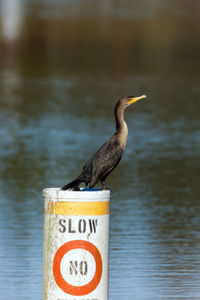 Close-up of bird perching on sign at beach