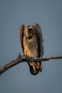 Low angle view of bird perching on branch