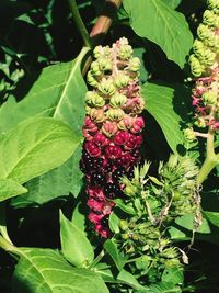 Close-up of red leaves
