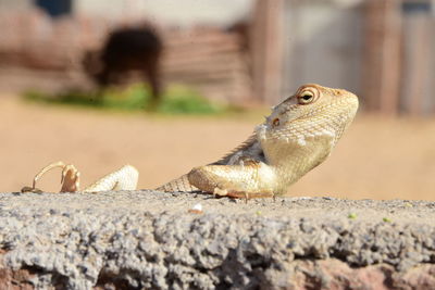 Close-up of a lizard on rock