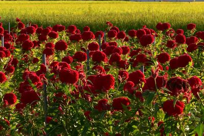 Close-up of red flowers on field