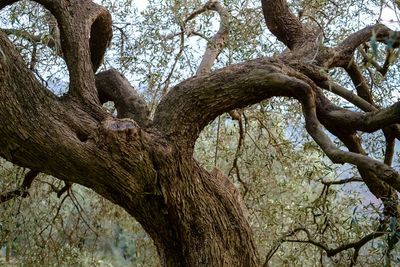 Low angle view of tree in forest against sky