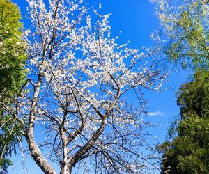 Low angle view of trees against blue sky