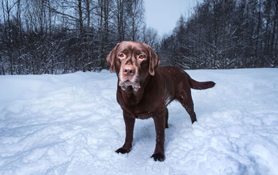 Portrait of dog on snow field