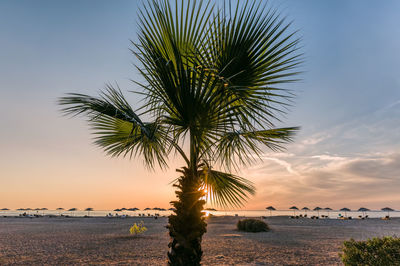 Palm tree by sea against sky during sunset