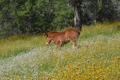 Pretty wildflower with cute wild horse foal running through meadow of flowers