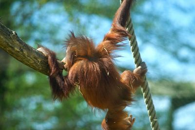 Low angle view of monkey hanging on rope