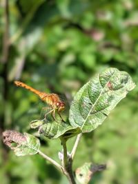 Close-up of insect on leaf