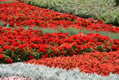 Close-up of red flowering plants in garden