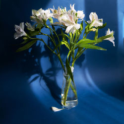 White beautiful flowers bouquet against blue background