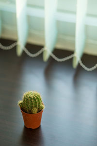 Close-up of succulent plant on table