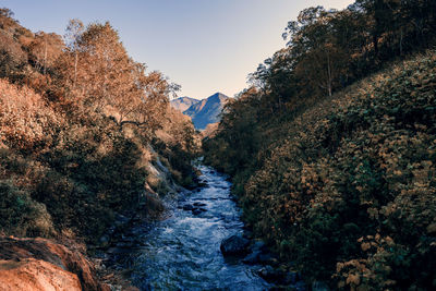 Stream flowing amidst plants against sky