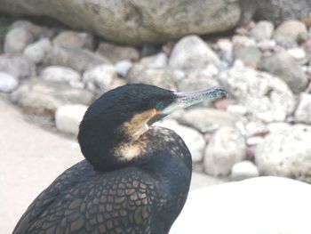 Close-up of a bird