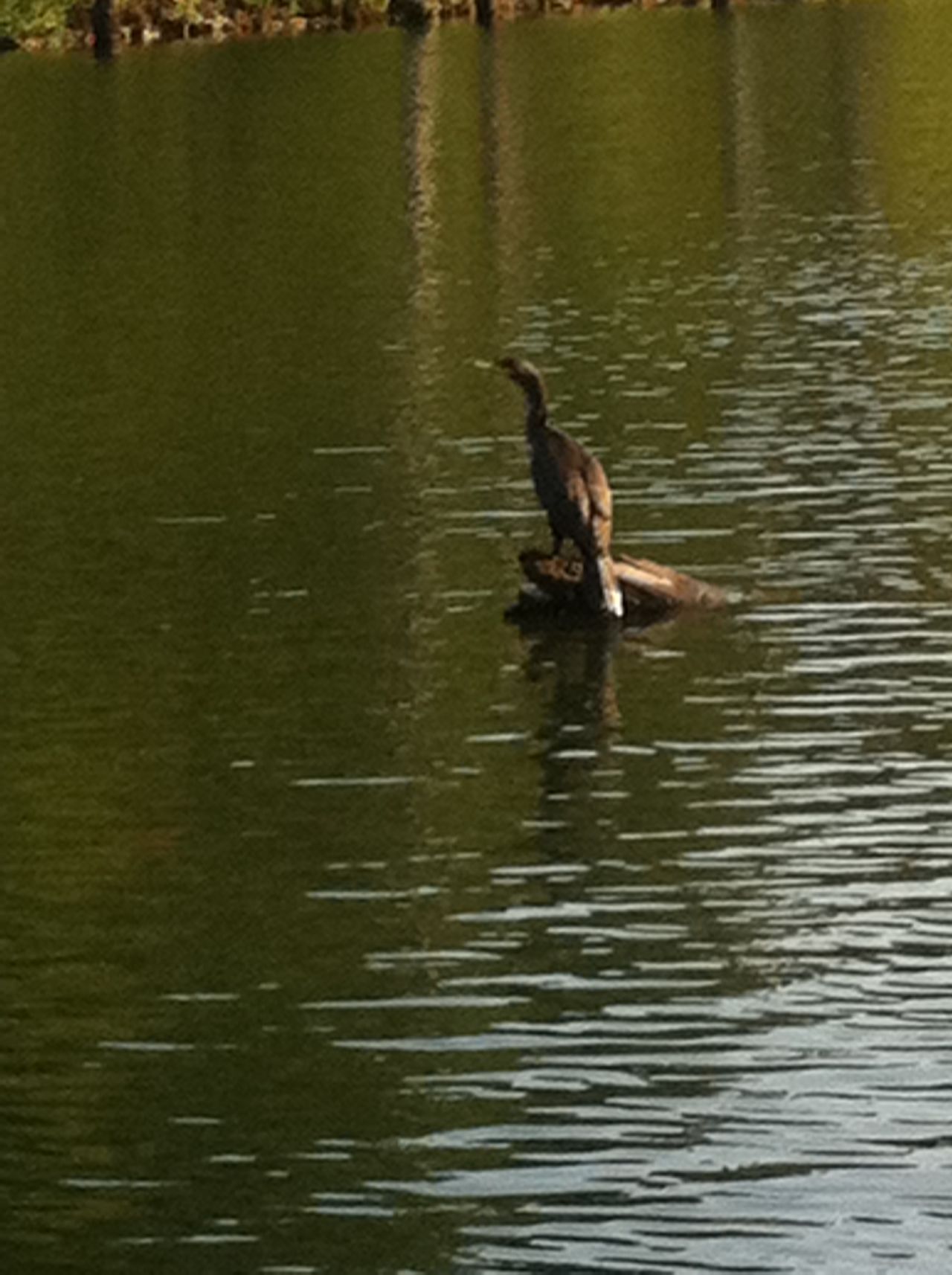 Bird, water, log, outdoors, nature, no people