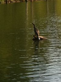 Ducks swimming on lake