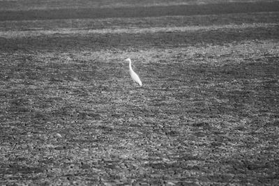 View of bird on field