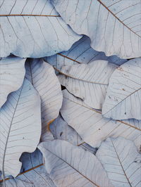 Close-up of leaf