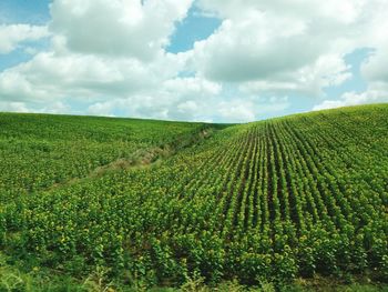 Scenic view of corn field against sky