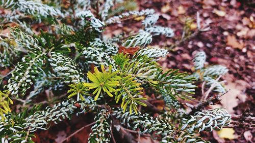 Close-up of plant