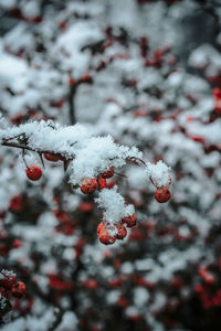 Close-up of frozen plant