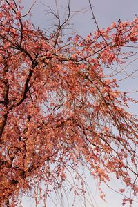 Low angle view of trees against sky