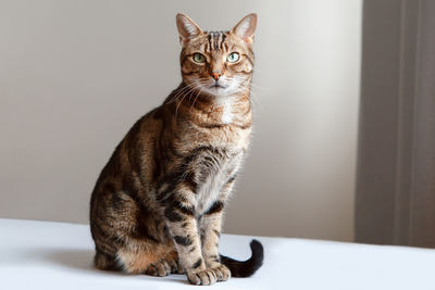 Portrait of a cat looking away