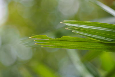 Close-up of fresh green leaf