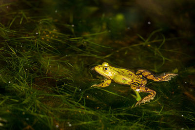 Calling pond frog in the water
