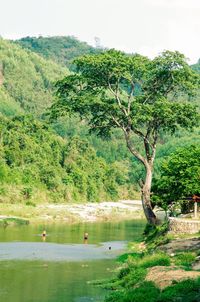 Reflection of trees in lake
