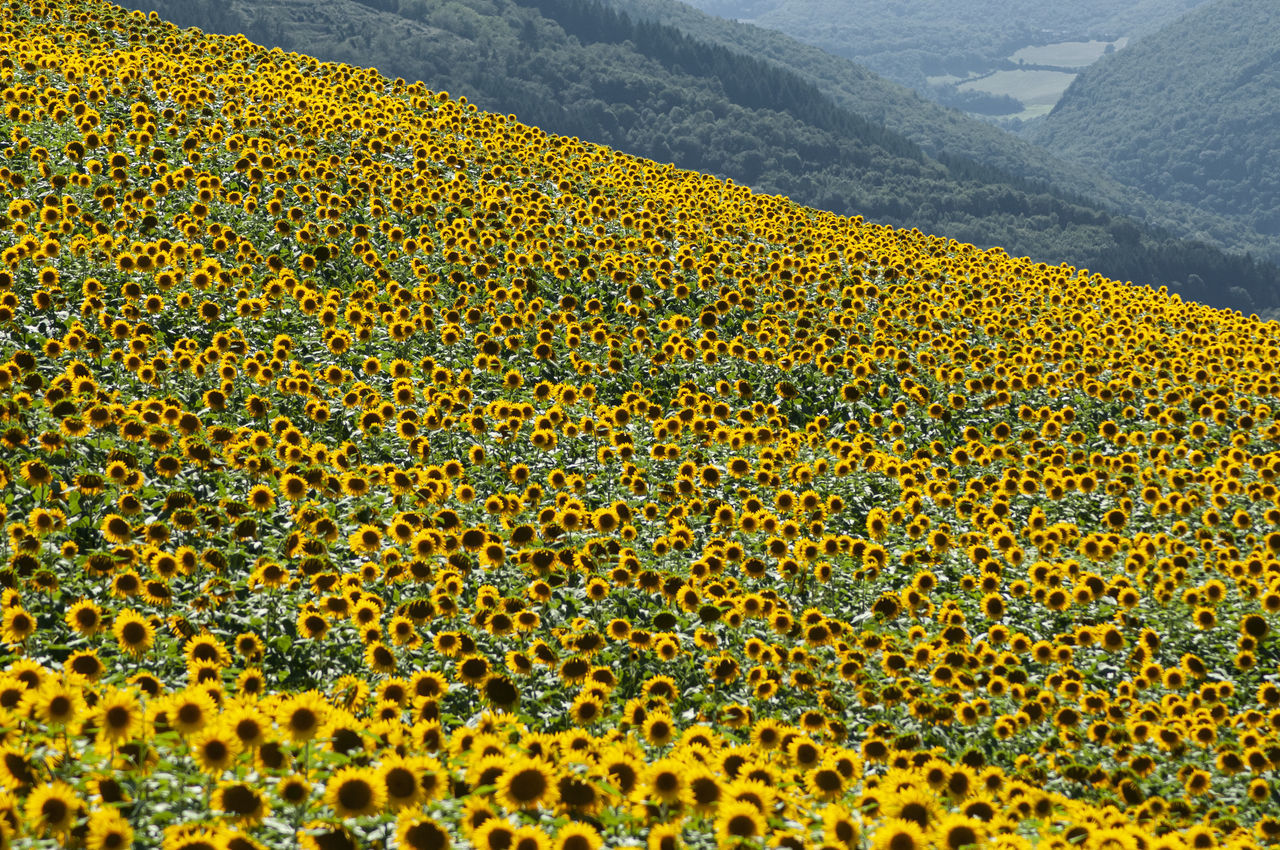 full frame shot of field