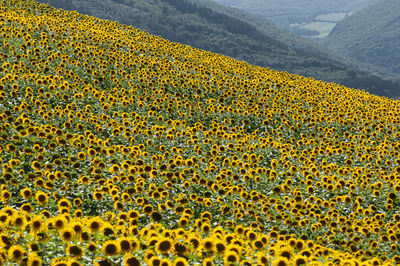 Scenic view of agricultural field